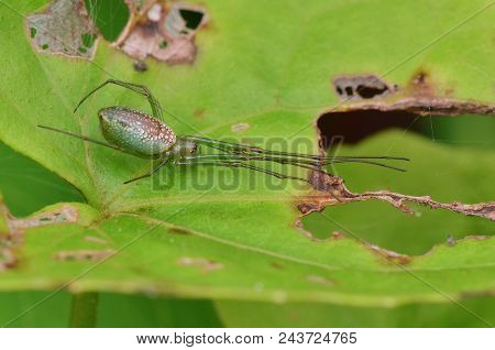 Macro Image Of A Silver Orb Spider , Leucauge Decorata