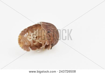 Macro Image Of A Pill Millipede Isolated On White Background