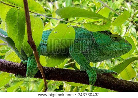 Green Chameleon - Chamaeleo Calyptratus ,southern Madagascar