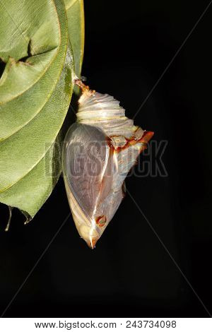 Powdered Baron Pupae, Euthalia Sp, Nymphalidae, Trishna, Tripura State Of India