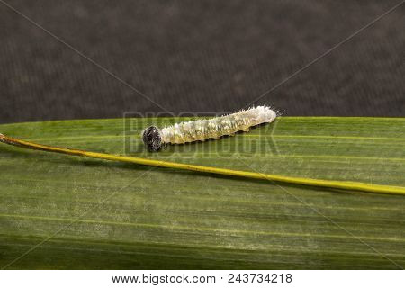 Powdered Baron, Euthalia Sp, Nymphalidae, Trishna From Tripura State Of India