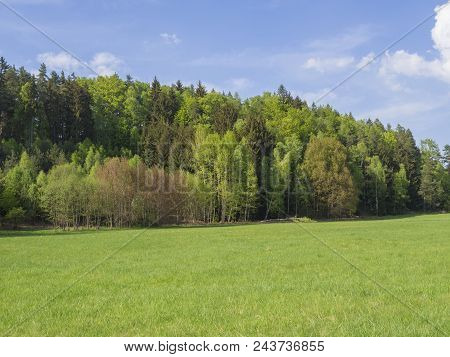 Idyllic Spring Landscape With Lush Green Grass, Fresh Deciduous And Spruce Tree Forest, Blue Sky Whi