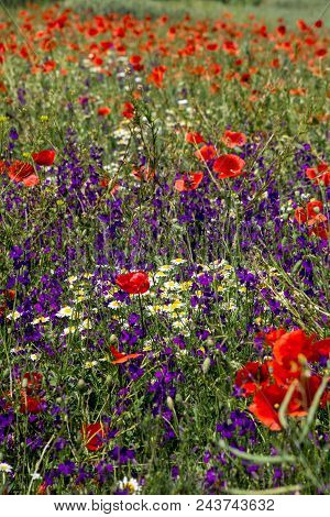 The Larkspur (consolida Regalis) And Poppy (papaver Rhoeas).