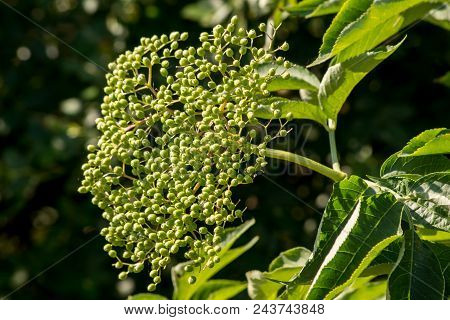 Elderberry (sambucus Nigra) Cropr.