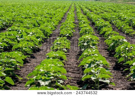 The Sunflower Plant.