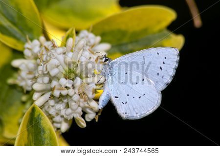 Common Blue (polyommatus Icarus)