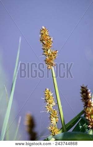 Carex (carex Humilis).