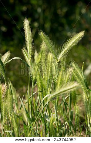 Mouse Barley (hordeum Murinum).