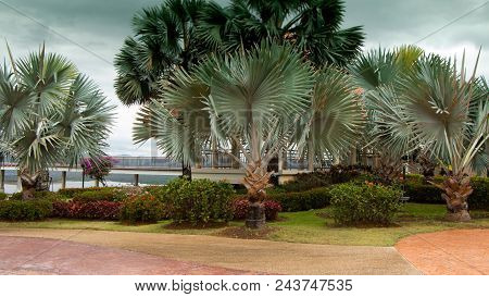 Palm Garden And Walkaway. Summer In Asian.