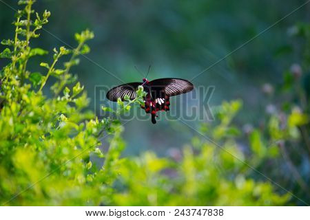 The Common Mormon Butterfly In Its Natural Habitat Sitting With Its Wings Wide Open