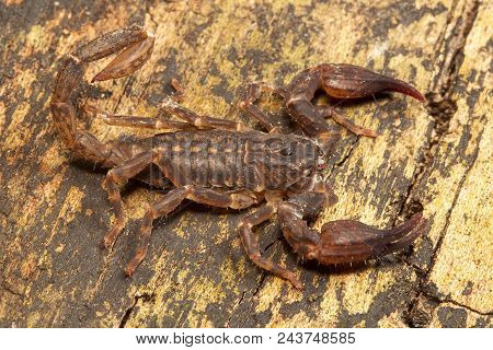 Scorpion, Chaerilus Pictus, Chaerilidae, Jampue Hills Tripura State Of India