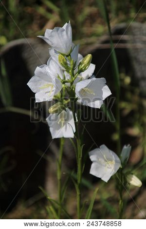 White Campanula Persicifolia Bloom In The Garden