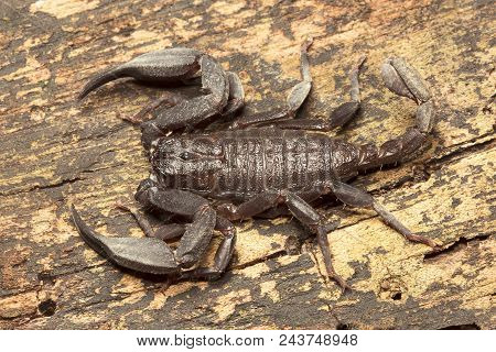Scorpion, Euscorpiops Longimanus, Euscorpiidae, Jampue Hills Tripura State Of India