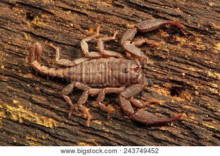 Scorpion, Euscorpiops Longimanus, Euscorpiidae Jampue Hills Tripura  India
