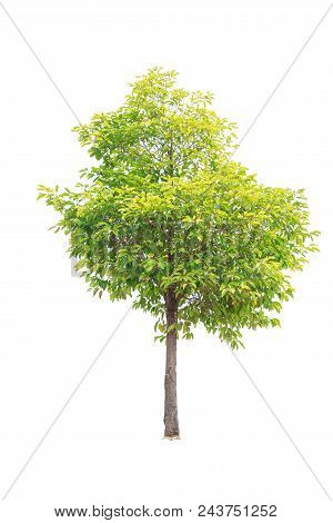 Closeup  Bullet Wood (mimusops Elengi Linn) Tree Isolated On White Background