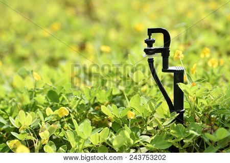 Water Springer In Garden Used For Watering Plants. Position On Bottom Right Of The Image. Horizontal