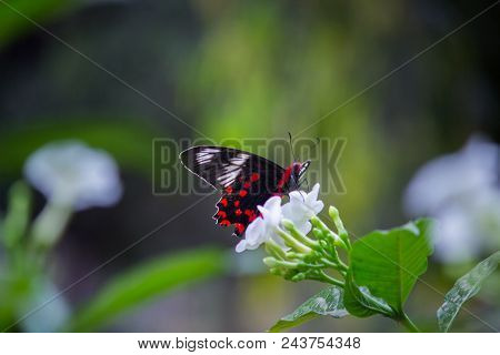 The Common Mormon Sitting On The Flower And Sucking The Nectar