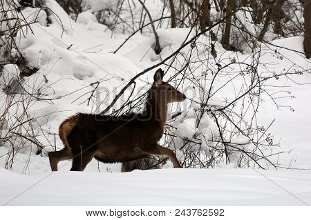 Young Red Deer Looking For Food In The Hard Winter