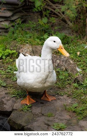 Female Adult White Campbell Domestic Breed Duck, Often Refered To As Jemima Puddle Ducks. Standing, 