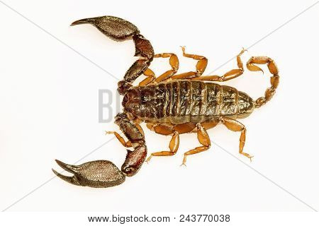 Scorpion, Lychas Sp, Butheidae, Gurjee Tripura State Of India
