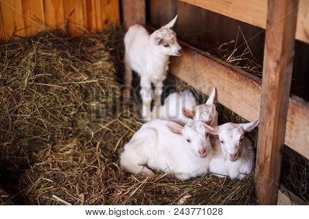 White And Cute Baby Goats In A Barn. Little Goats In The Hay.