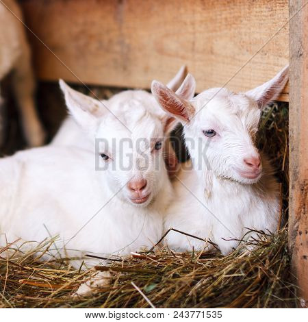 White And Cute Baby Goats In A Barn. Little Goats In The Hay.