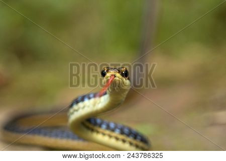 Eastern Bronzeback, Dendrelaphis Proarchos, Colubridae, Trishna, Tripura , India