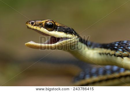 Eastern Bronzeback, Dendrelaphis Proarchos, Colubridae, Trishna, Tripura , India