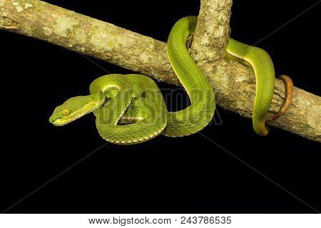 Red Tailed Pit Viper, Trimeresurus Erythrurus, Viperidae, Gumti, Tripura , India