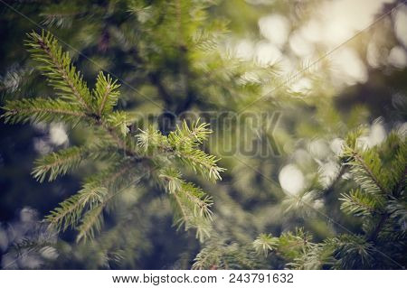 Blurred Background  With Green Fir-tree Branches And Bokeh