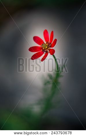 Macro Photo Of Opened With Red Flower In The Spring