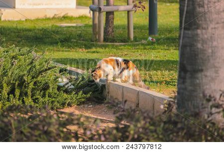 Stray Field Cats Turned Around At Road