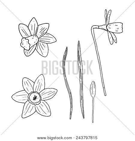 Vector Set Of Isolated Outline Narcissus  On White Background. Floral Vector Elements Collection.