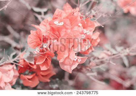 Background With Beautiful Bougainvillea Flowers, Toned Image, Dreamlike Effect