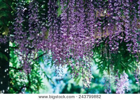Wisteria Flowers In A Park. Wisteria Blossom On Mainau Island, Germany.