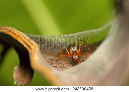 Ant Mimic Spider, Myrmarachne Sp, Salticidae, Bangalore