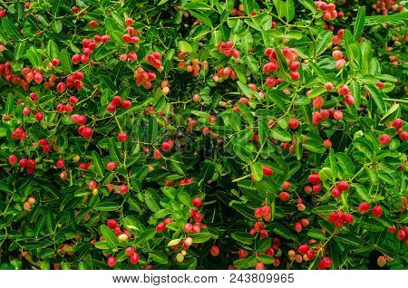Tropical Carissa Carandas,carunda,karonda Seeds Ripe Colorful On Tree,vintage Tone.