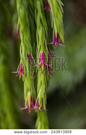 View At Flowers Of Epiphytic Plant (ceratostema Rauhii)