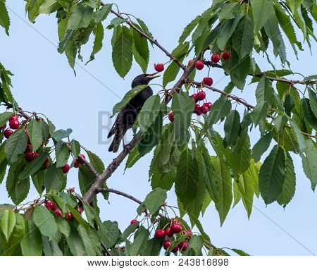 The Starlings Eat The Harvest Of Sweet Cherry. Agricultural Pest.