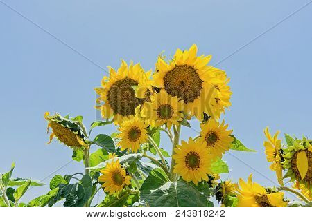 Sunflower Flower Head Daisy-like Plant In Sun Rays Against Blue Sky, Back Light, Contre-jour