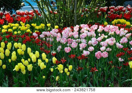 Tulip Display Garden