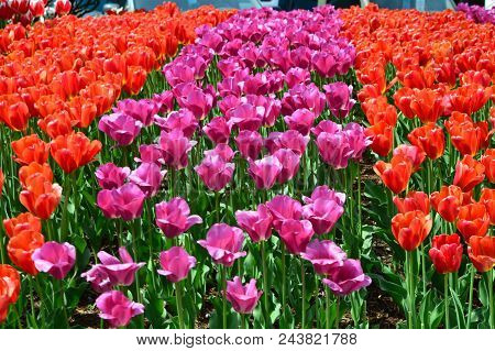 Tulip Farm In The Nw