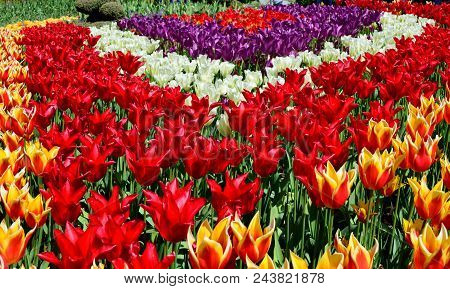 Skagit Valley Tulip Festival Mt  Vernon Wa
