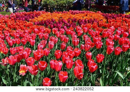 Skagit Valley Tulip Festival Mt  Vernon Wa