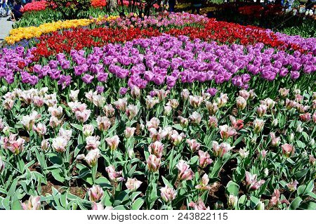 Skagit Valley Tulip Festival Mt  Vernon Wa