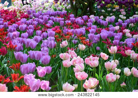 Skagit Valley Tulip Festival Mt  Vernon Wa