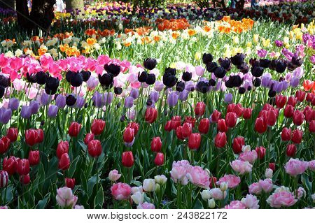 Skagit Valley Tulip Festival Mt  Vernon Wa