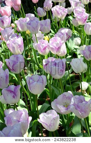 Skagit Valley Tulip Festival Mt  Vernon Wa