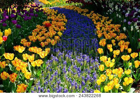 Mt Vernon Tulip Garden