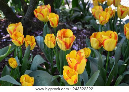 Skagit Valley Tulip Festival Mt  Vernon Wa